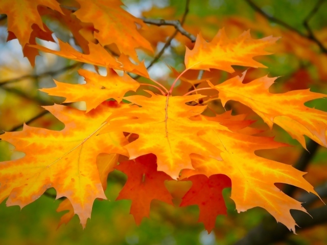 листья, желтый лист, осень, Деревья