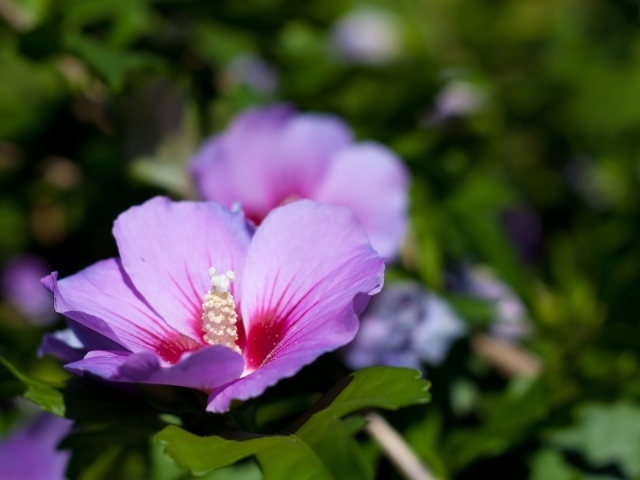 Blue pink flower wallpapers and images - wallpapers, pictures, photos