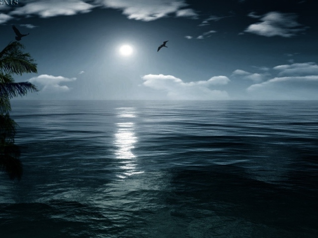 Bird flying in the sunset wallpapers and images