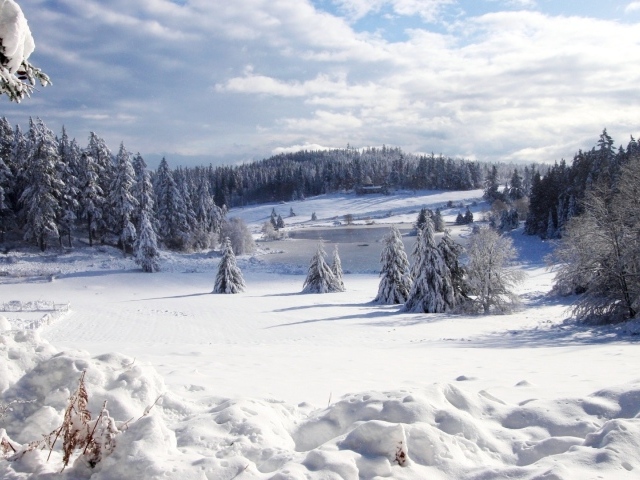 Beautiful winter forest wallpapers and images wallpapers