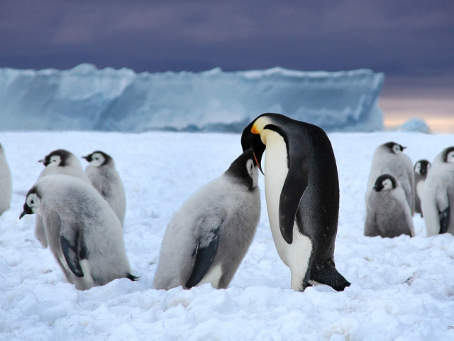Пингвин кормит птенца