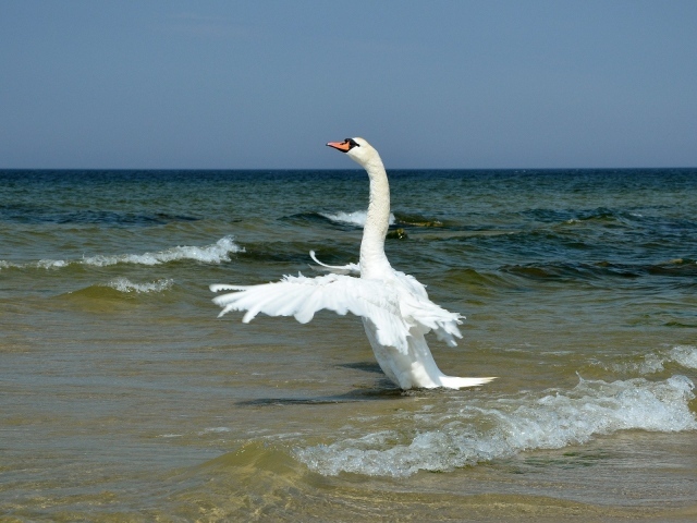 Animals___Birds____Swan_on_the_sea_05910