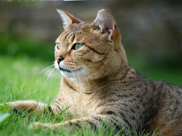 Кот египетская мау на траве