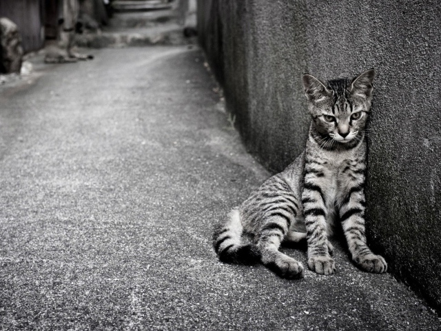 Кошка египетская мау на улице