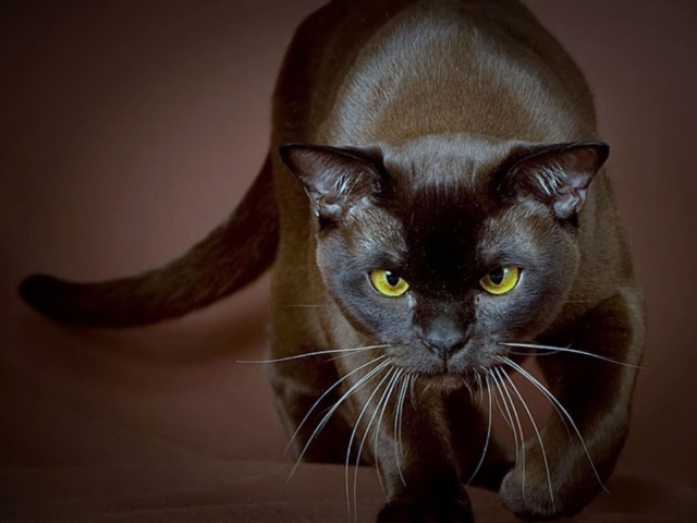 Сильная бурманская кошка
