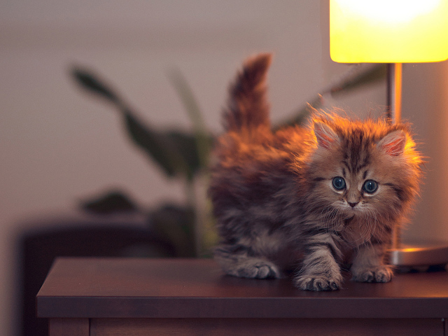 	   Kitten near the lamp