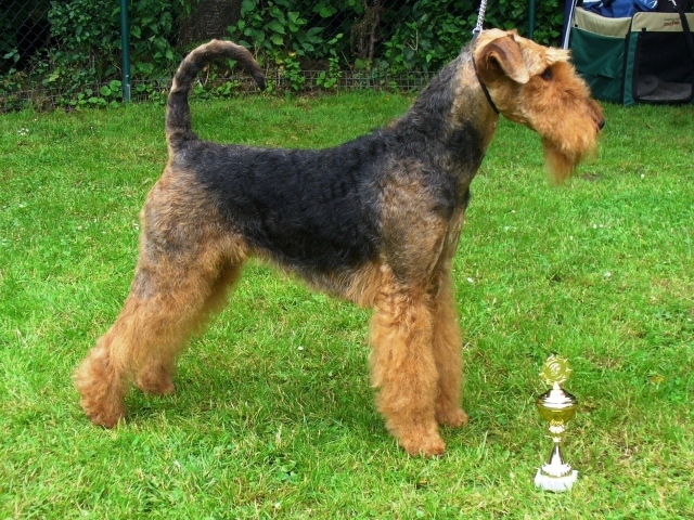 Airedale Terrier with his trophy