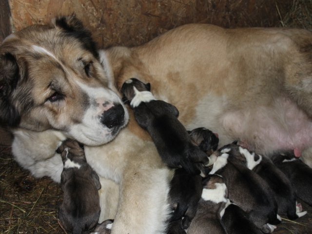 Мама алабай с щенками
