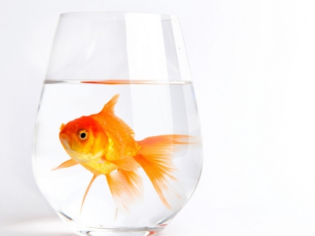 Золотая рыбка в стакане