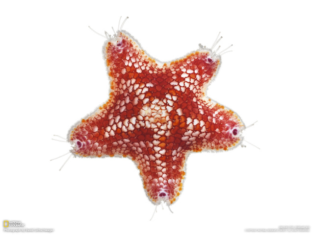 	   Starfish