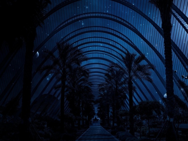 Ночное небо над пальмами