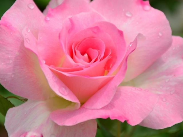 Beautiful pink flower wallpapers and images - wallpapers, pictures, photos