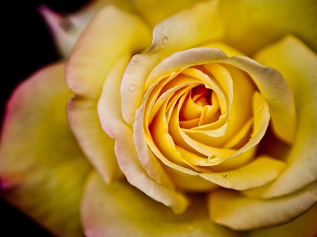 Большая жёлтая роза на чёрном фоне