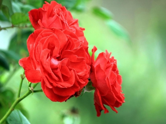 Садовые красные розы на фоне зелени