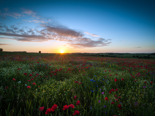 Sunrise Over The Poppy Field Wallpapers And Images Wallpapers