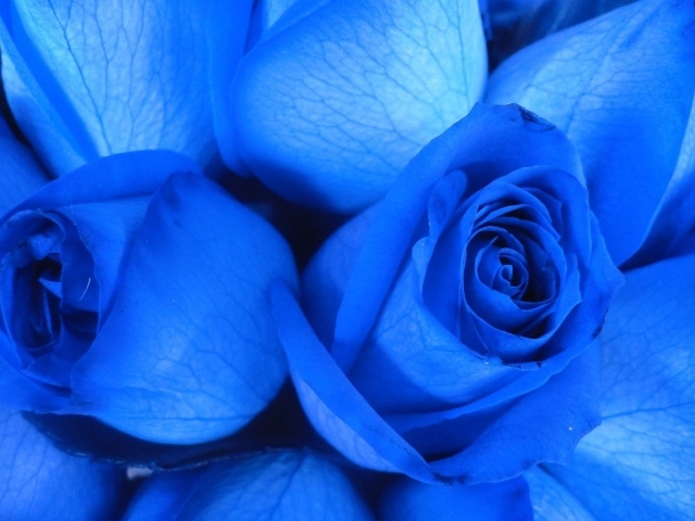 Две синие розы крупным планом