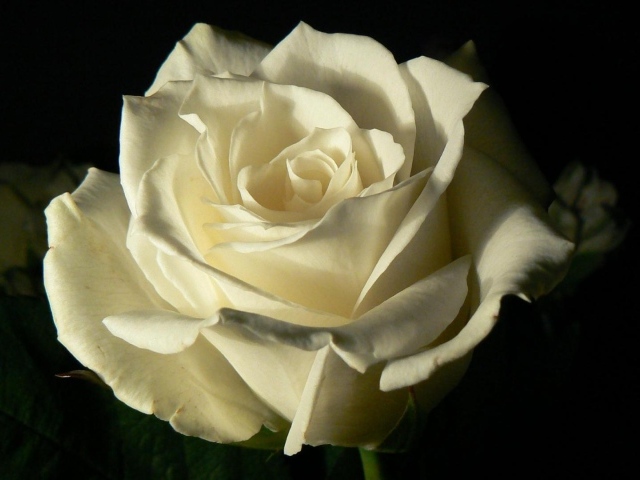 Белая роза на чёрном фоне