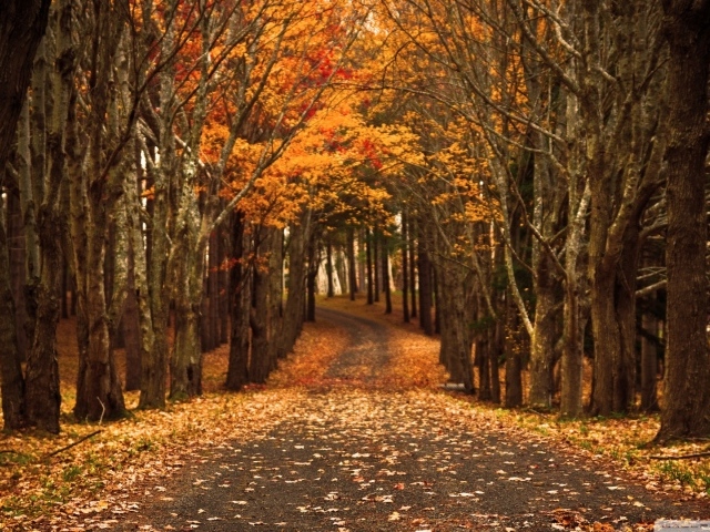 Дорога через осенний лес