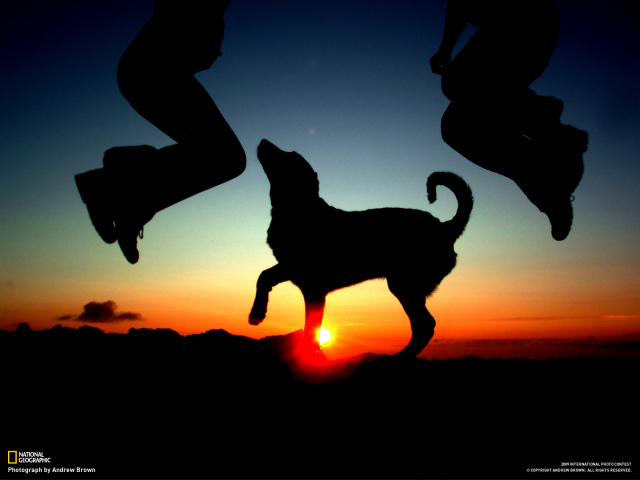 Танец на закате с собакой