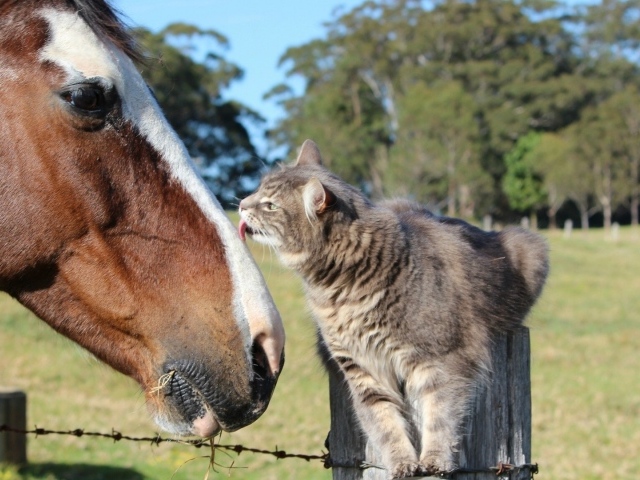 Cat and horse wallpapers and images - wallpapers, pictures, photos