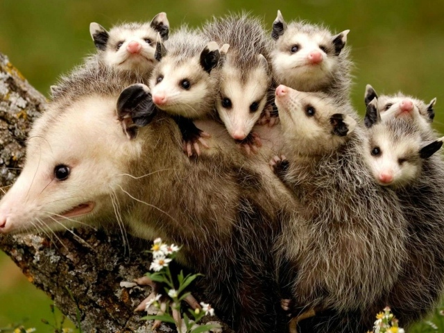 Cubs opossum cling to the back of his mother