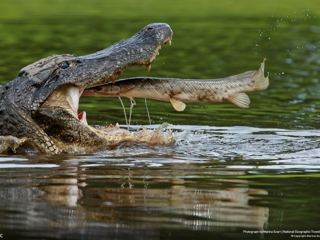 Рыба во рту крокодила