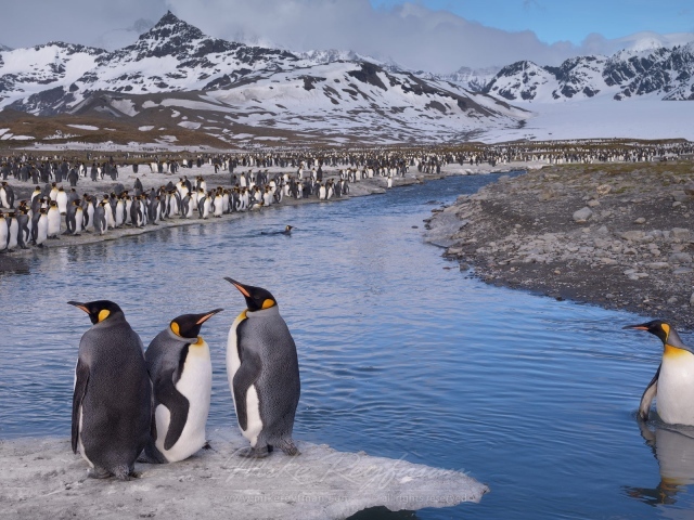 Пингвин стоит по пояс в воде
