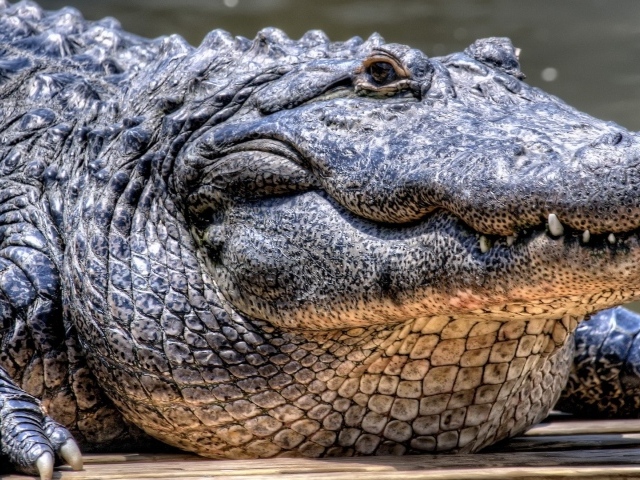 Грузный старый крокодил