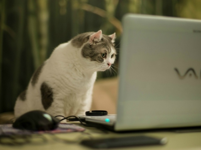 Кот смотрит на экран ноутбука