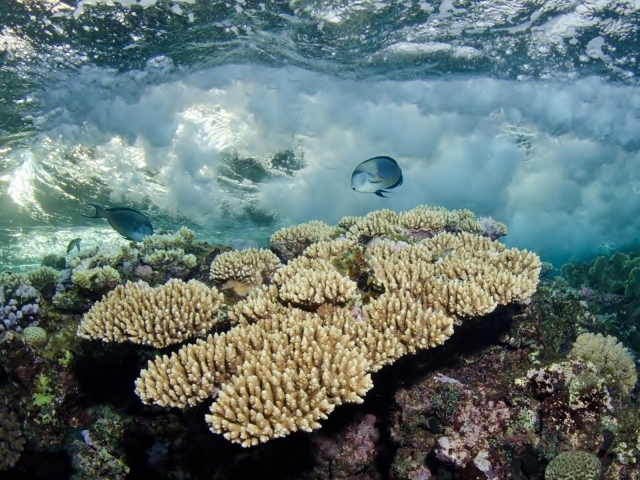 Белые кораллы под водой