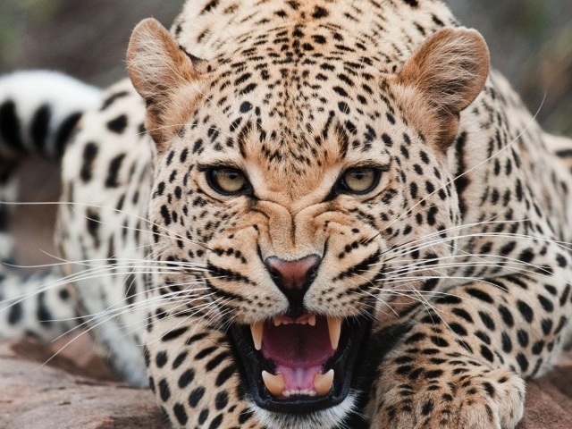 Angry jaguar bared his teeth wallpapers and images - wallpapers