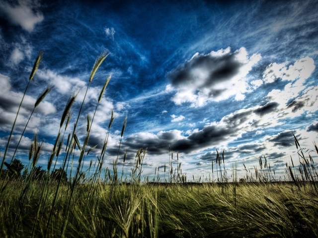 Колоски пшеницы под облаком
