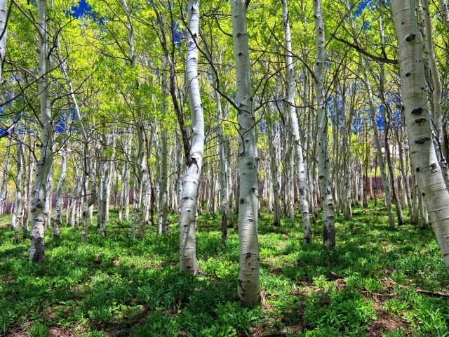 Spring birch grove wallpapers and images - wallpapers, pictures, photos
