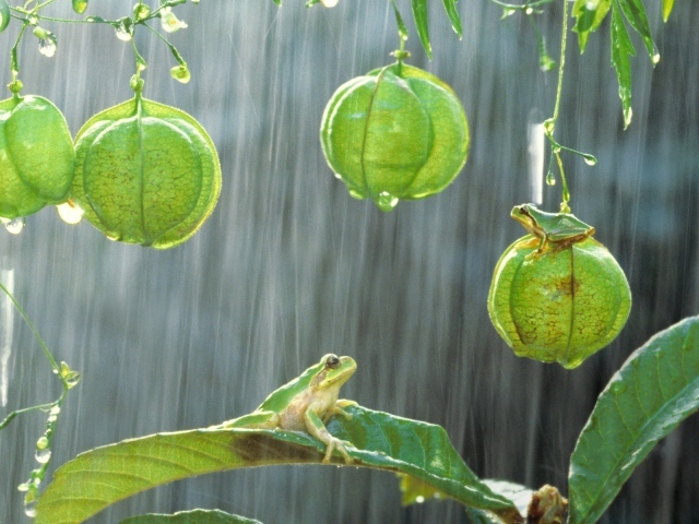 Лягушки на растениях под дождем