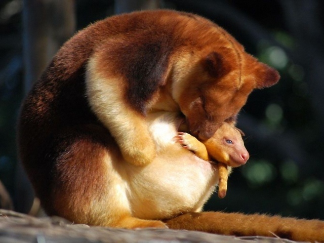 Сумчатое животное с детенышем в Австралии