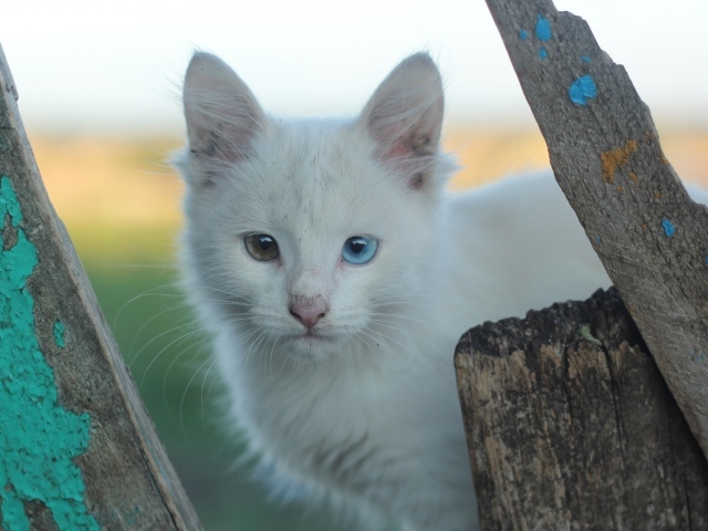 Грязный белый кот с разными глазами