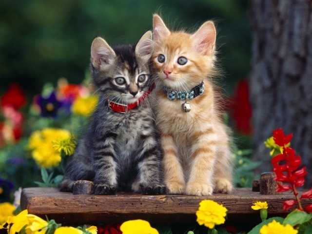 Серый и рыжий котенок в ошейниках