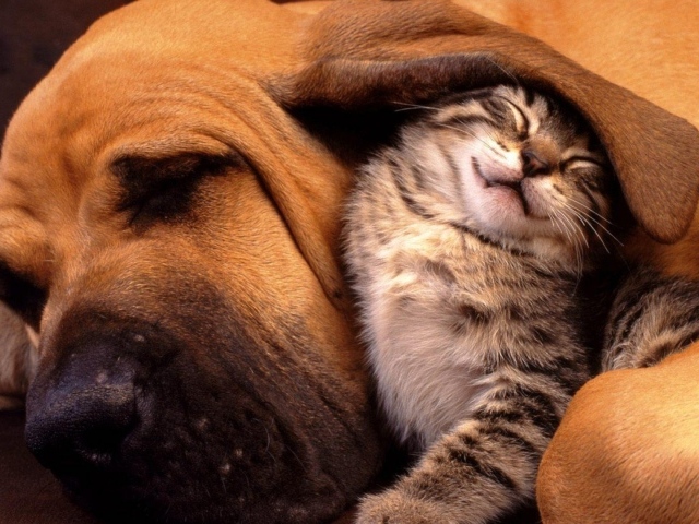 Kitten under the ear big dog