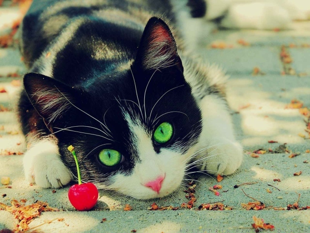 Зеленоглазый кот смотрит на вишню