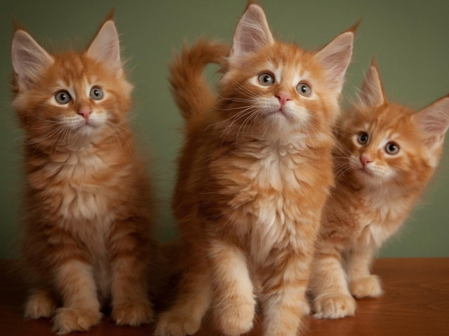 Three red fluffy kitten