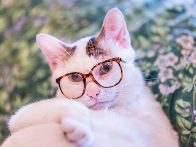 Белый кот в очках