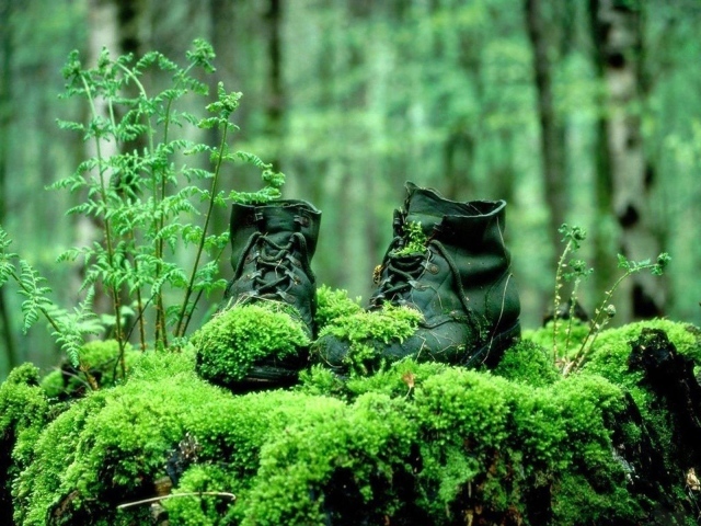 Moss-covered boots in the woods