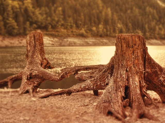 Two stump near the water