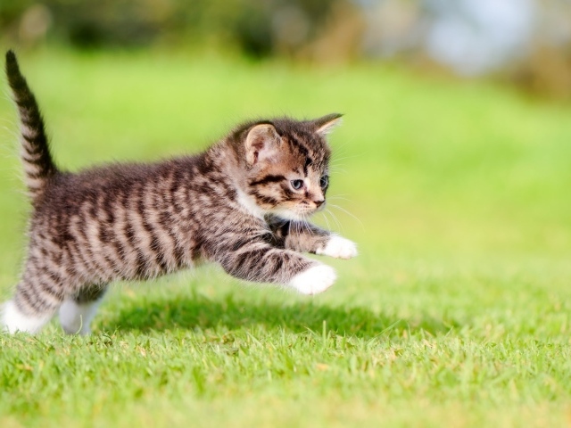 Маленький серый котенок бежит по зеленой траве 