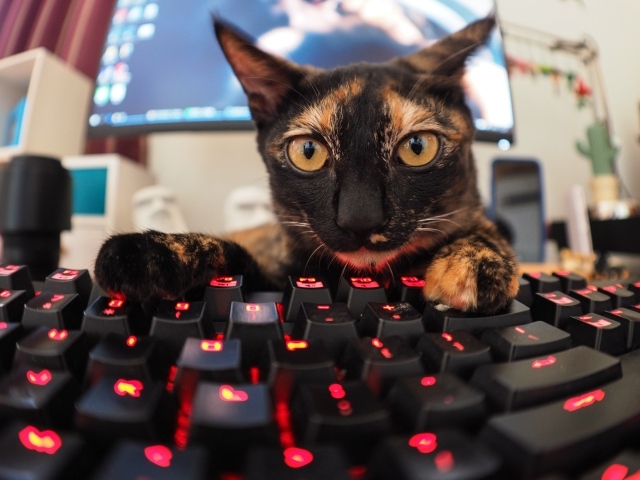 Смешная трехцветная кошка возле клавиатуры