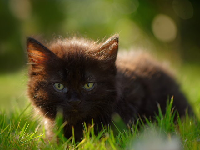 Маленький черный котенок с зелеными глазами в траве 