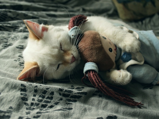 Маленький котенок спит с мягкой игрушкой