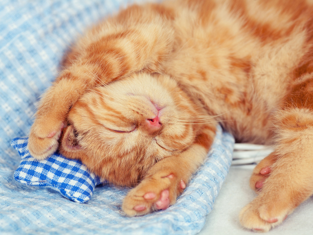 Маленький спящий рыжий котенок 