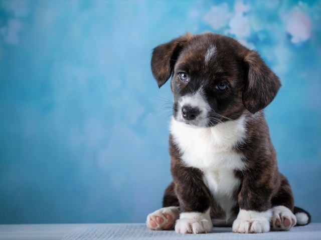 Маленький грустный щенок с голубыми глазами сидит на голубом фоне