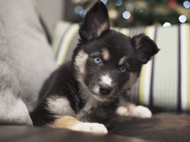 Милый маленький щенок с голубыми глазами